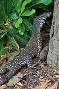 Cairns, Queensland