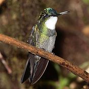 White-throated mountain-gem, Guadalupe. Found only in Costa Rica and western Panama.