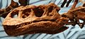 Skull of Lufengosaurus magnus.