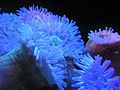 Seeanemonen