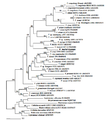 Phylogenetic analysis of Trypanosoma ssp. and T. irwini using partial sequence analysis gGAPDH