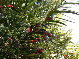 Nagylevelű kőtiszafa (Podocarpus macrophyllus)