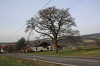 Eiche in Röderhaid