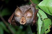 Brown bat