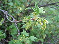 Ribes americanum