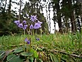 Wald-Soldanelle (Beispielfoto)