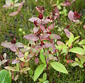 Fraser's Saint John's wort (Triadenum fraseri)