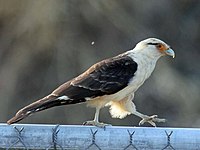 Adult in Panama