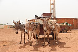 Horse-drawn cart in Younoufere