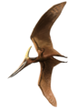 Pteranodon longiceps - one of its hands is gone?