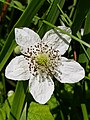 Rubus nemorosus in flower