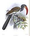 Illustration by Keulemans