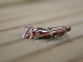 Acrobasis porphyrella