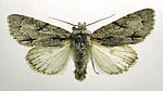 Acronicta psi – Specimen