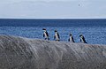 Kolonie op Boulders Beach nabij Simonstad, Zuid-Afrika