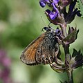 Rotbraunes Wiesenvögelchen (Coenonympha glycerion)