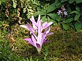 Colchicum montanum & Scilla autumnalis