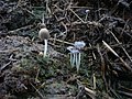 Coprinellus bisporus