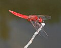 Feuerlibelle (Crocothemis erythraea)