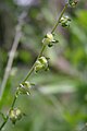 Deutsche Hundszunge (Cynoglossum germanicum)