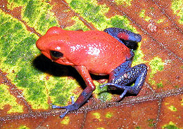 Eperbéka (Oophaga pumilio)