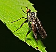 Empis pennipes