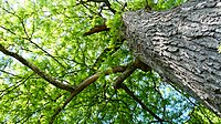 Falscher Christusdorn (Gleditsia triacanthos)