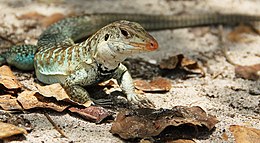 Ameiva griswoldi