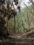 Los Tilos in La Palma