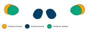 The eye arrangement of spiders in the genus Loxosceles