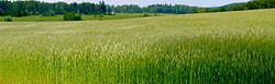 A grain field in Vihti