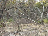 Malleefowl mound