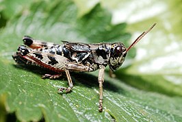 Melanoplus frigidus