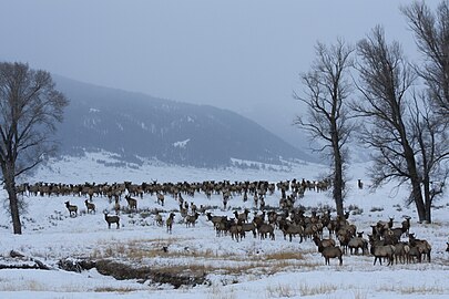 National Elk Refuge