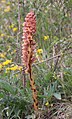 Orobanche elatior