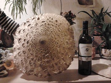 Specimen with wine bottle for size comparison