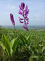 Groß-Kreuzblume (Polygala major), in Österreich gefährdet