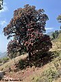 Rhododendrons in the hills of Kathekhola