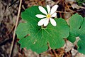 Sanguinaria canadensis, Fischer township