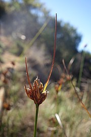 Inflorescence