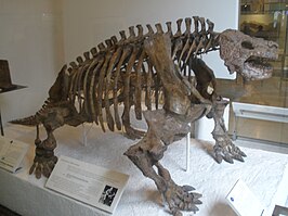 Scutosaurus