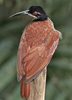 Femmina in natura.