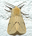 Gelber Fleckleibbär (Spilosoma lutea)