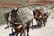 Mule train from Supai carrying U.S. Postal Service boxes
