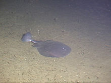 A dark gray ray cruising over a plain sandy bottom