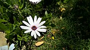 File:White Osteospermum.jpg