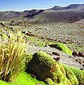 Yareta (Azorella compacta), daneben ein Grashorst