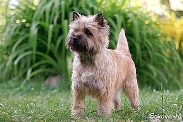 Red/wheaten