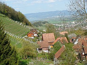 Blick von Wienacht auf Tobel / Weinberg