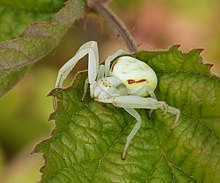 2006 Veränderliche Krabbenspinne